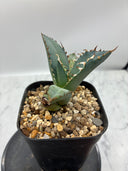 Agave titanota 黒鯨(Lize血統) 抜き苗発送