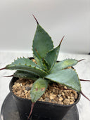 曲刺八雷（Lize血統）子株② 抜き苗発送