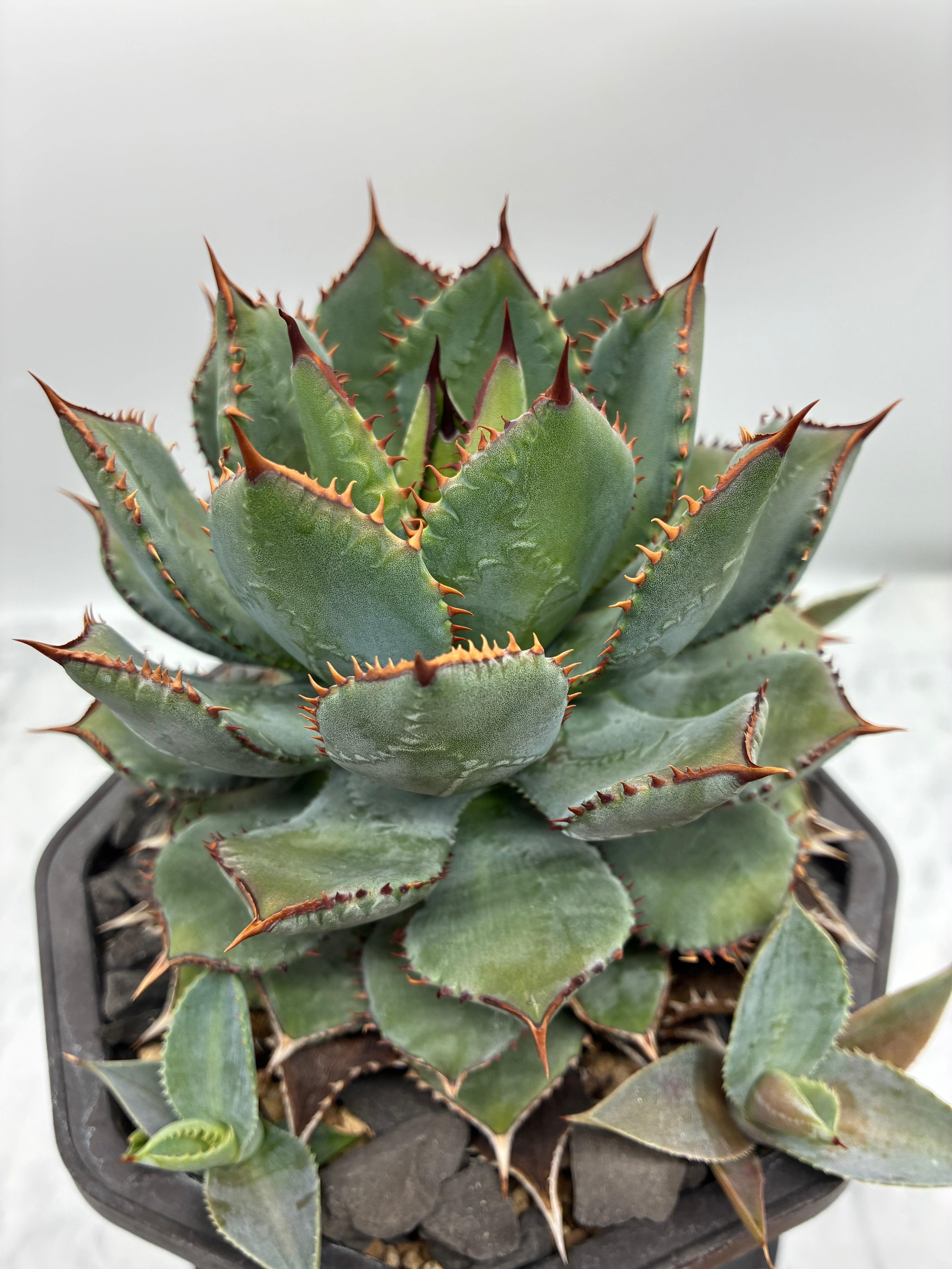 Lize gardening – AgaveLives