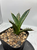 Agave オアハカ　オテロイ子株(抜き苗発送) - IMG 4916 2