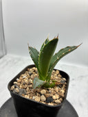Agave オアハカ　オテロイ子株(抜き苗発送) - IMG 4917 2