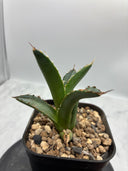 Agave オアハカ　オテロイ子株(抜き苗発送) - IMG 4918 2
