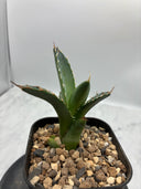 Agave オアハカ　オテロイ子株(抜き苗発送) - IMG 4919 2