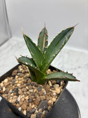 Agave オアハカ　オテロイ子株(抜き苗発送) - IMG 4920 2