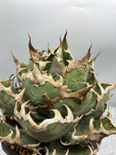 Agave titanota シーザー子株(Lize血統)抜き苗発送 - IMG 4921 2