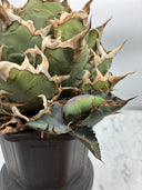 Agave titanota シーザー子株(Lize血統)抜き苗発送 - IMG 4922 2