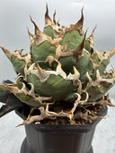 Agave titanota シーザー子株(Lize血統)抜き苗発送 - IMG 4923 2