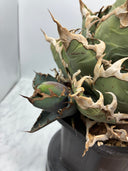Agave titanota シーザー子株(Lize血統)抜き苗発送 - IMG 4924 2