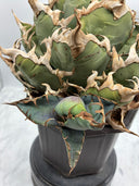 Agave titanota シーザー子株(Lize血統)抜き苗発送 - IMG 4925 2
