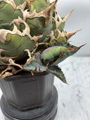 Agave titanota シーザー子株(Lize血統)抜き苗発送 - IMG 4926 2