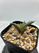Agave titanota 姫厳龍子株（Lize血統）抜き苗発送 - IMG 4943 2