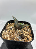 Agave titanota 姫厳龍子株（Lize血統）抜き苗発送 - IMG 4944 2