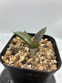 Agave titanota 姫厳龍子株（Lize血統）抜き苗発送 - IMG 4945 2