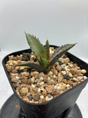 Agave titanota 姫厳龍子株（Lize血統）抜き苗発送 - IMG 4946 2