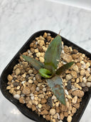 Agave titanota 姫厳龍子株（Lize血統）抜き苗発送 - IMG 4947 2