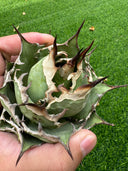Agave オアハカ　オテロイ子株(抜き苗発送) - IMG 7976 2