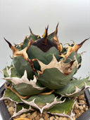 Agave titanota 姫厳龍子株（Lize血統）抜き苗発送
