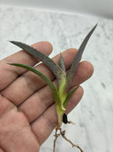 Agave 黒火焔x血雨雷神子株　(Lize血統) 抜き苗発送 - 販売株写真(2026/7/30撮影)