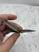 Agave 黒火焔x血雨雷神子株　(Lize血統) 抜き苗発送 - 販売株写真(2026/7/30撮影)