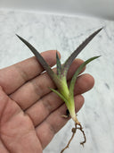 Agave 黒火焔x血雨雷神子株　(Lize血統) 抜き苗発送 - 販売株写真(2026/7/30撮影)