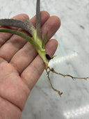 Agave 黒火焔x血雨雷神子株　(Lize血統) 抜き苗発送 - 販売株写真(2026/7/30撮影)