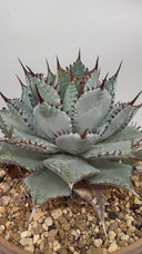 Agave 甲蟹x屈原(No.28)子株①(Lize血統) ベアルート発送