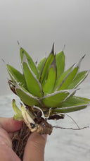 Agave ホリササ(No.4)子株②(Lize血統) 抜き苗発送
