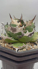 Agave titanota 緑煌子株(Lize産) 抜き苗発送（緑煌タグ付き