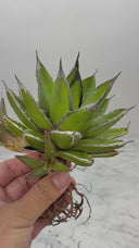 Agave ホリササ(No.24)子株(Lize血統) 抜き苗発送