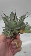 Agave 激怒之舞(No.19)子株①(Lize血統) 抜き苗発送