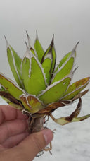 Agave ホリササ(No.32)子株(Lize血統) 抜き苗発送
