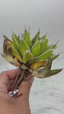Agave ホリササ子株①(No.2)(Lize血統) 抜き苗発送