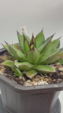 Agave ホリササ(No.70)親株（子株つき）(Lize血統) 抜き苗発送