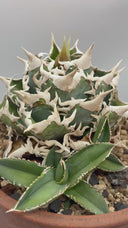 Agave titanota 大白鯊子株②(Lize血統) 抜き苗発送