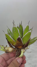 Agave ホリササ(No.37)子株②(Lize血統) 抜き苗発送