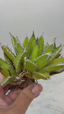 Agave ホリササ(No.12)子株①(Lize血統) 抜き苗発送