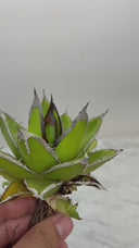 Agave ホリササ(No.29)子株(Lize血統) 抜き苗発送