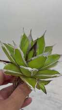 Agave ホリササ(No.36)子株②(Lize血統) 抜き苗発送