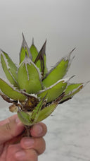 Agave ホリササ(No.38)子株①(Lize血統) 抜き苗発送