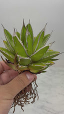 Agave ホリササ(No.11)子株(Lize血統) 抜き苗発送