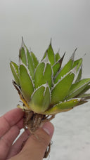 Agave ホリササ(No.17)子株②(Lize血統) 抜き苗発送