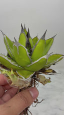 Agave ホリササ(No.44)子株①(Lize血統) 抜き苗発送