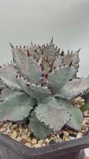 Agave 瀧之白絲x血雨雷神子株　(Lize血統) 抜き苗発送