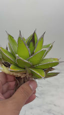 Agave ホリササ(No.18)子株(Lize血統) 抜き苗発送
