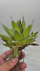 Agave ホリササ(No.39)子株①(Lize血統) 抜き苗発送