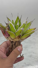 Agave ホリササ(No.7)子株(Lize血統) 抜き苗発送