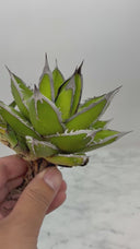 Agave ホリササ(No.21)子株(Lize血統) 抜き苗発送