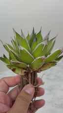 Agave ホリササ(No.31)子株(Lize血統) 抜き苗発送