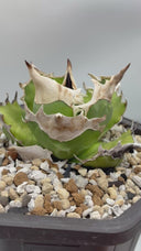 Agave titanota 白犀牛子株（Lize血統）抜き苗発送