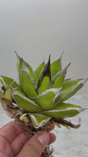 Agave ホリササ(No.30)子株(Lize血統) 抜き苗発送